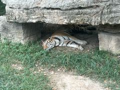 -上海野生动物园