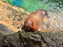 -珠海长隆海洋王国