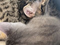 -中农国际动物医院24小时·猫科·骨科·急重症中心