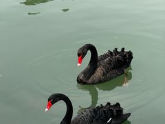 -武汉动物园