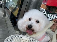 -爱妮康宠物医院·干细胞免疫细胞·肿瘤·心脏(张江店)