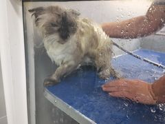 -宠福鑫康馨动物医院·骨科·眼科