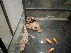 -zoonana室内动物园(东方福来德店)