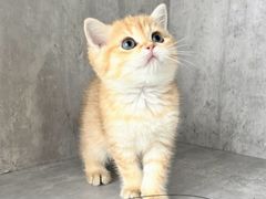 -小猫来了·猫舍(红山六九七九店)
