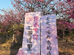 -天适樱花悠乐园