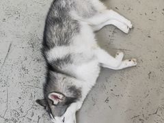 -星多哈·狗咖·拼豆·咖啡