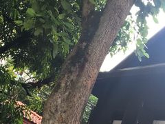 -清迈女子监狱马杀鸡(无分店)