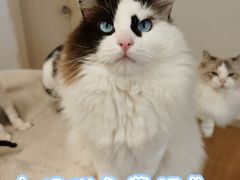 -有喵·猫咖·狗咖·40+猫狗有小奶狗(岗厦店)