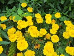 -东莞植物园