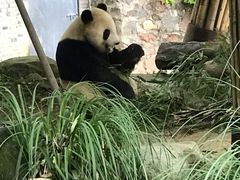 -都江堰中华大熊猫苑