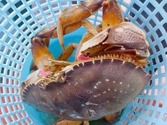 -金海湾海鲜排档(朱家尖店)