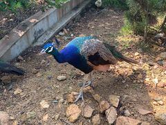 -西霞口神雕山野生动物世界