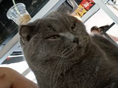 -松果猫咖(桐乡吾悦金街店)