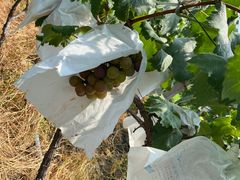 -马陆小张葡萄园农家乐