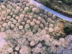 -广州市石门国家森林公园