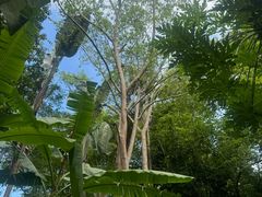-中国科学院西双版纳热带植物园