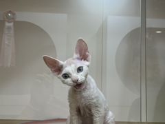 -青奢宠物·青奢猫舍