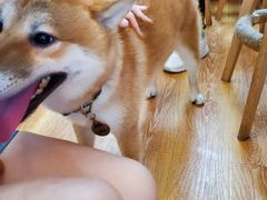 -柴犬高等学院·狗咖·柴犬售卖·宠物训练