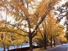 -三里屯东五街银杏大道