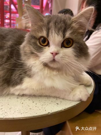 震惊！青山竟然有家这么大的猫咖！