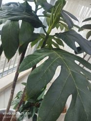 -HEYAN荷妍专业脱毛连锁机构