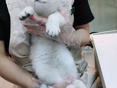 -lincat·猫舍(广州店)