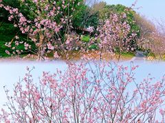-王借岗森林公园