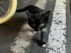-锅贴王小吃(南大街店)