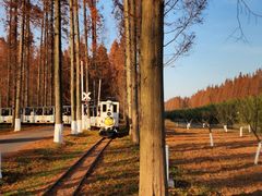 -黄海国家森林公园