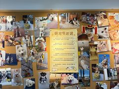 -翊宠yipet猫狗购宠庄园犬舍•猫舍