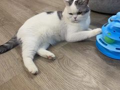 -柴迷FANS CLUB·柴犬狗咖·猫咖