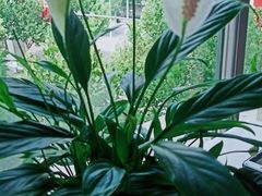 -大鸭梨烤鸭(枣园店)