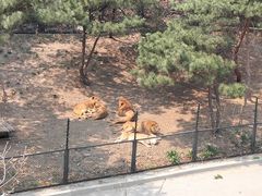 -大连森林动物园