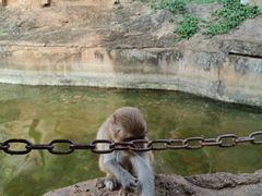 -海南热带野生动植物园