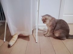 -东方名猫馆·英短金渐层布偶猫舍(环线广场1号楼店)