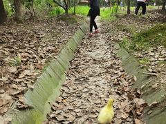 -塘栖枇杷特色园区