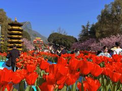 -南山植物园