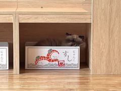 -猫小主咖啡·猫咖cat cafe(福田店)