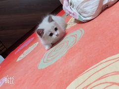 -Bastet sally猫舍购宠(静安店)