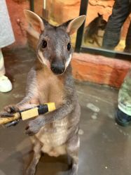 -Zoolung Zoolung动物主题公园(海信广场店)