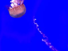 -瑞普利水族馆