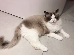 -Heymao猫咖.咖啡厅(东门店)