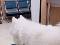 -米苏动物医院·犬猫专科·骨科外科内窥镜