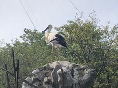 -合肥野生动物园