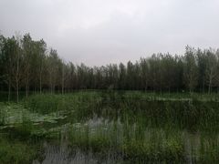 -东郊湿地公园