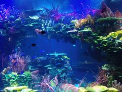 -迪拜帆船酒店海底餐厅