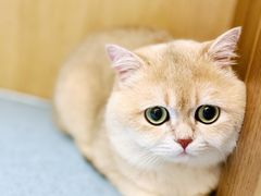 -萌兽医馆·犬猫专科·眼科中心·宠物医院(朝阳门分院)