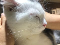 -藏猫猫咖啡主题馆(中央大道店)