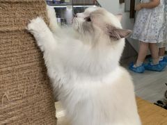 -卿云猫阁猫咖