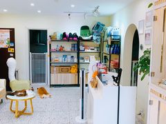 -柚子猫舍·精品猫舍购猫·猫咪认养·购宠·宠物店